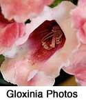 Gloxinia Photos