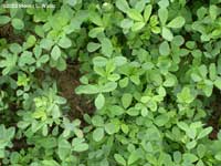 Alfalfa