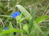 Wildflower