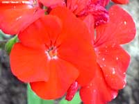 Geranium