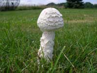 mushroom or toadstool?
