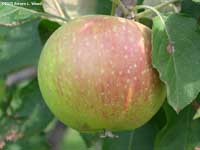 Stayman Winesap