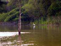 Heron (Great Egret)Heron (Great Egret)