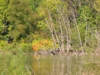 Blue Heron