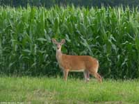 Young deer