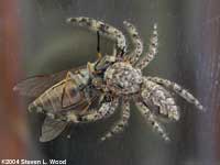 Spider meal