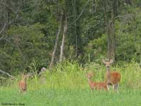 Deer