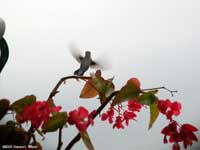 Hummingbird
