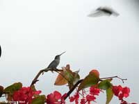 Hummingbirds