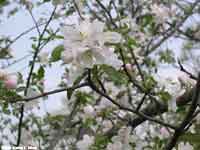 Apple Blossom