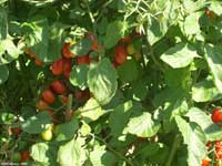 Grape Tomatoes