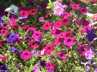 Petunias mostly