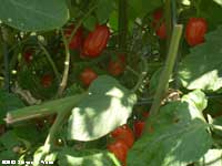 Cherry Tomoatoes