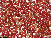 Asparagus berries