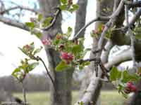 Apple Blossoms