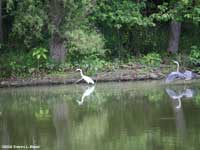 White Egret &Blue Heron