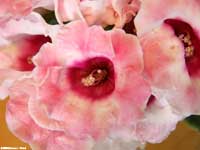 Gloxinia bloom