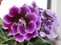 Double Brocade Gloxinia