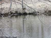 Blue-winged teal