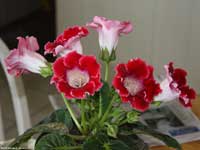 Red Gloxinia