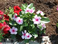 Vinca