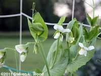 Pea blossoms