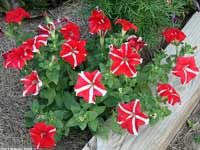 Petunias