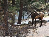 Elk