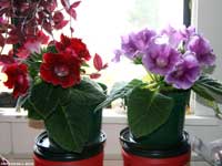 Red & Lavender Gloxinias