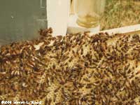 Bees