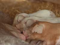 Piglets Nursing