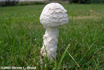mushroom or toadstool?