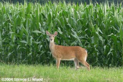 Young deer