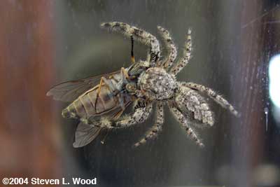 Spider meal