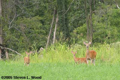 Deer