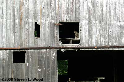 Barn Cat