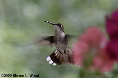 Humingbird2