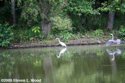 White Egret & Blue Heron