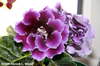 Double Brocade Gloxinia