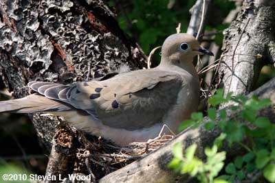 Mourning dove