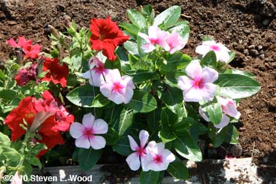 Vinca