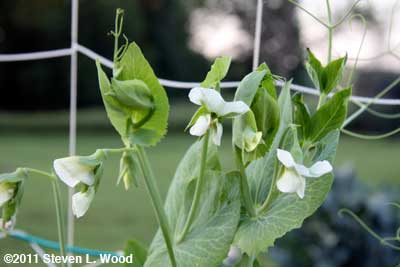 Pea blossoms