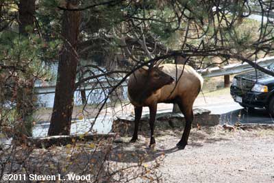 Elk