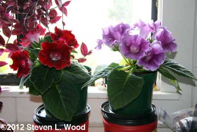 Red & Lavender Gloxinias