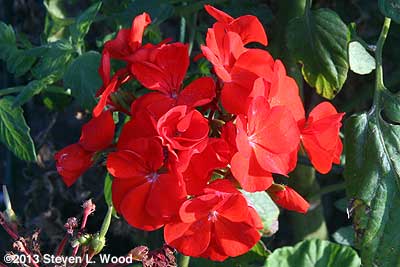 Maverick Red geranium bloom