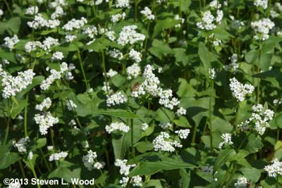 Honeybee on Buckwheat