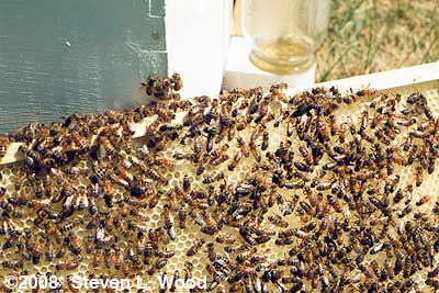 Bees (circa 1983)