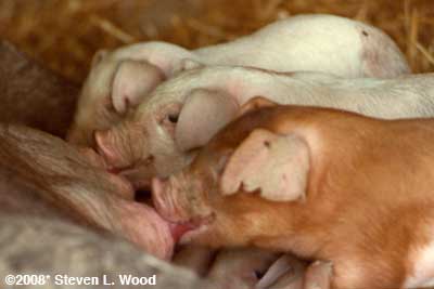 Piglets Nursing (circa 1983)