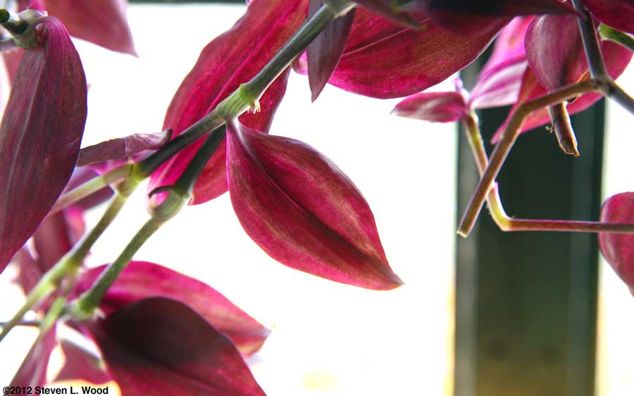 Wandering jew plant