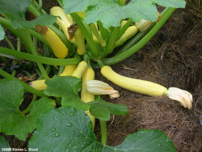 Yellow Squash
